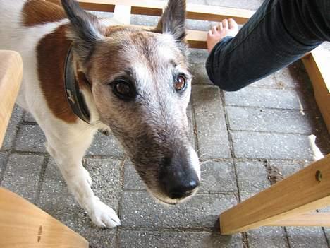 Glathåret foxterrier BOB - Se hvor ked af det jeg kan se ud.. får jeg så noget mad??? billede 4