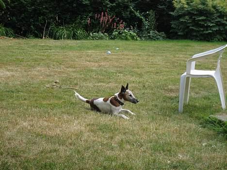 Glathåret foxterrier BOB - Puuuhaaa efter 2 timers intensiv løbning er man lidt træt... man er jo ikke ung mere billede 5