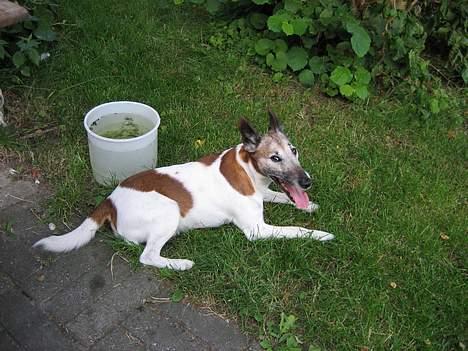 Glathåret foxterrier BOB billede 6