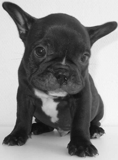 Fransk bulldog Buddha - Lille Buddha-kun 7 uger gammel. billede 1
