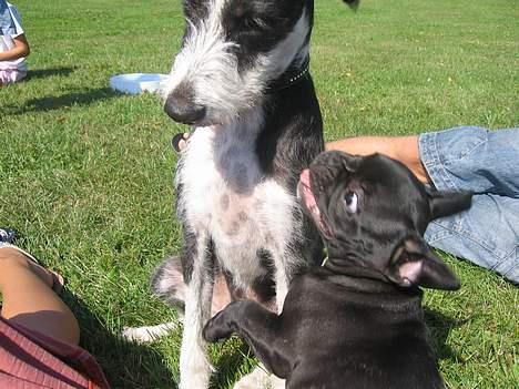 Fransk bulldog Buddha - Buddha fortæller en meget større hund, hvem der bestemmer.. billede 4