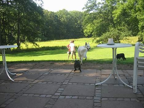 Fransk bulldog Buddha - Stor hvid hund flygter- Buddha sejrer ;) billede 8