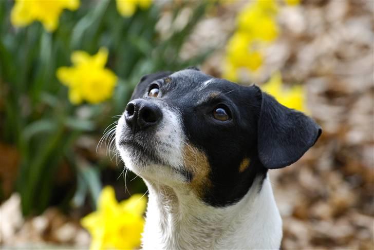 Dansk svensk gaardhund Eddie R.I.P. min dreng... - Det smukke billed er taget af Maria Diling, en stor tak til dig for de fremragende billeder. billede 1