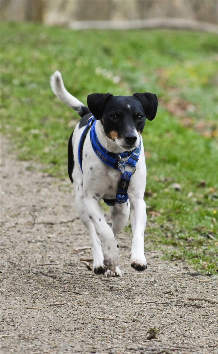 Dansk svensk gaardhund Eddie R.I.P. min dreng... - Eddie i fuld galop. (Fotograf: Maria Diling) billede 2