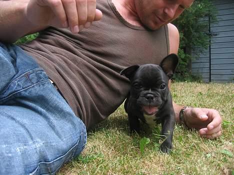 Fransk bulldog Buddha billede 12