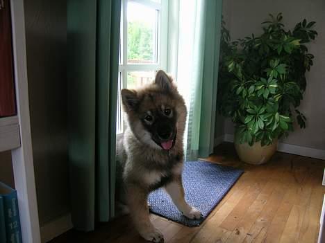 Eurasier Deco billede 1