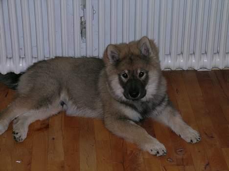 Eurasier Deco billede 2