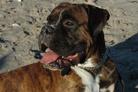 Boxer zep billede 5