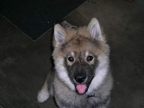 Eurasier Deco billede 3