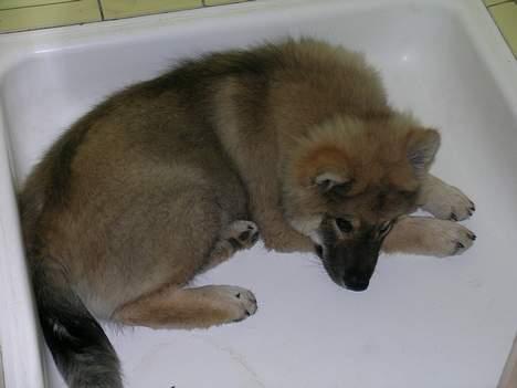 Eurasier Deco billede 4