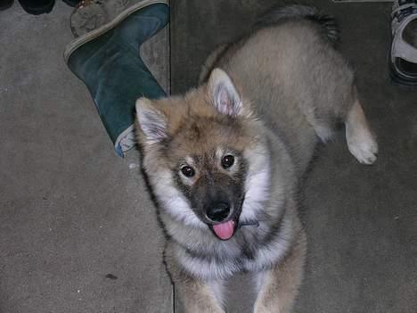 Eurasier Deco billede 5