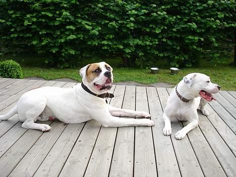 Amerikansk bulldog Kenzo - Kenzo med sin kæreste Silke, der også er en amerikansk bulldog billede 7