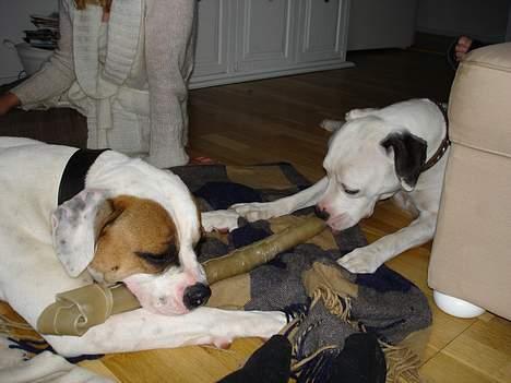 Amerikansk bulldog Kenzo - Her deler Kenzo og Silke et meeeget stort tyggeben billede 8