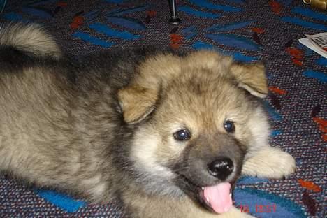 Eurasier Deco billede 6