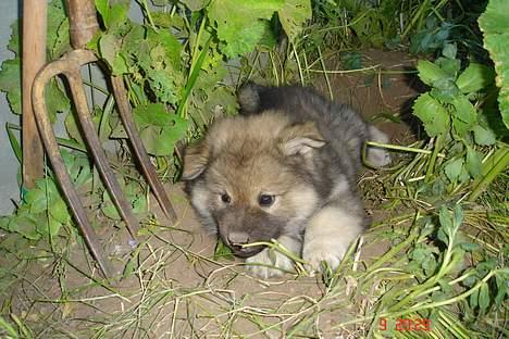 Eurasier Deco billede 7
