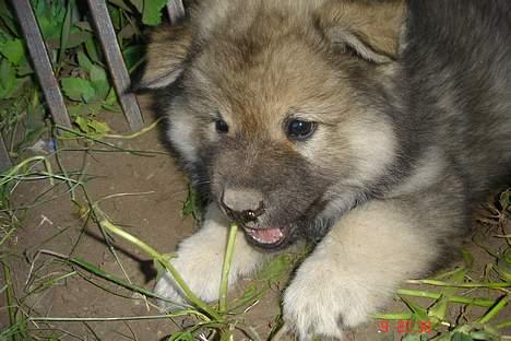 Eurasier Deco billede 8