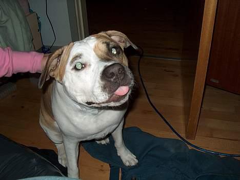 Amerikansk staffordshire terrier zindie - ja mor lige der hehe billede 10