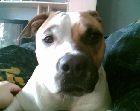 Amerikansk staffordshire terrier zindie - nyt billede 11