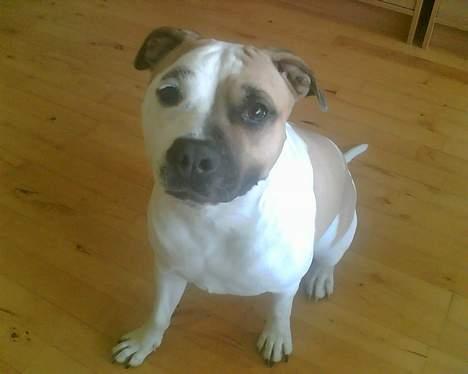 Amerikansk staffordshire terrier zindie - nyt billede 12