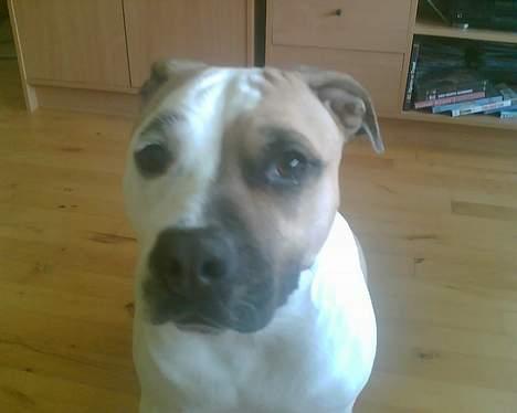 Amerikansk staffordshire terrier zindie - nyt billede 13