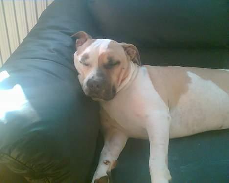 Amerikansk staffordshire terrier zindie - nyt billede 14