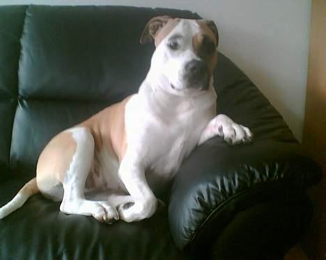 Amerikansk staffordshire terrier zindie - nyt billede 15