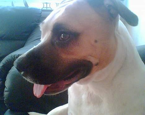 Amerikansk staffordshire terrier zindie - nyt billede 16