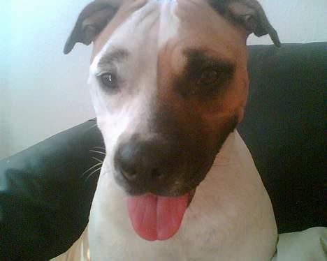 Amerikansk staffordshire terrier zindie - nyt billede 17