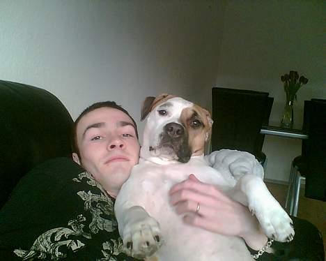 Amerikansk staffordshire terrier zindie - nyt billede 18