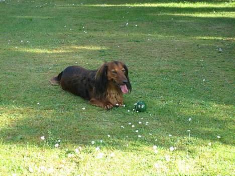 Gravhund Speedy - Kom og tag bolden... har jo ikke hele dagen billede 3