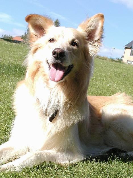 Blanding af racer Ludvig billede 1