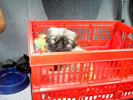 Pekingeser Kira - Her er Kira i bilen på vej mod det nye hjem.. billede 1