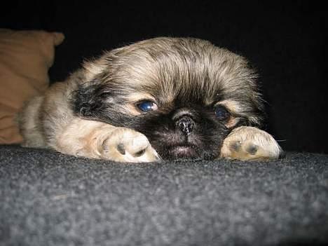 Pekingeser Kira - Man bliver træt af at være så aktiv hele tiden.. billede 3