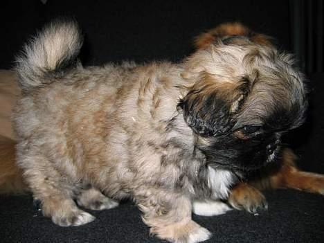 Pekingeser Kira billede 4
