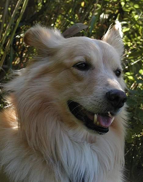 Blanding af racer Ludvig billede 2