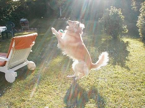 Blanding af racer Ludvig billede 3