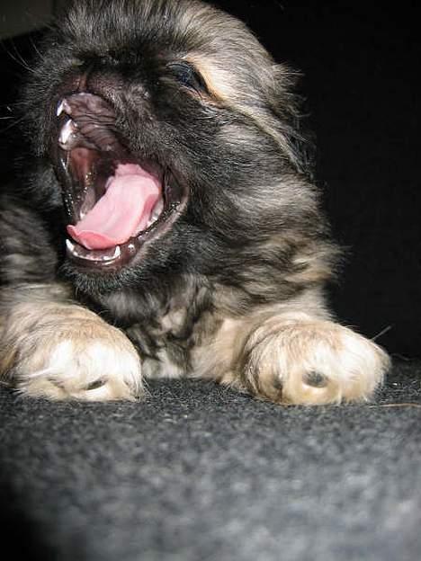 Pekingeser Kira - Se mine store farlige tænder.. billede 5