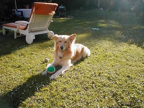 Blanding af racer Ludvig billede 4