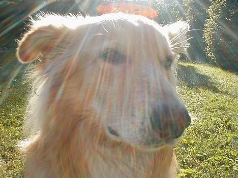 Blanding af racer Ludvig billede 5