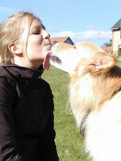 Blanding af racer Ludvig billede 6