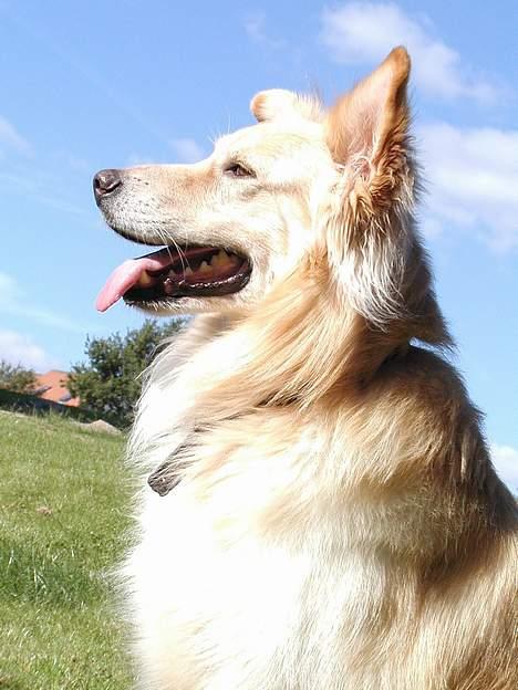 Blanding af racer Ludvig billede 7