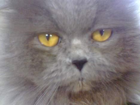 West highland white terrier walter - Det her er min bedsteste ven Monz som jeg bor sammen med billede 11