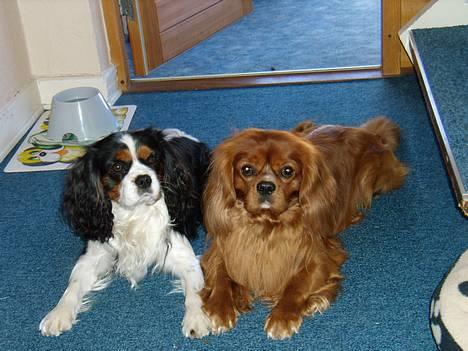 Cavalier king charles spaniel niki - så tager vi lige en slapper mig og min bror malte billede 8