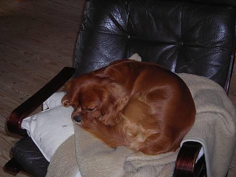 Cavalier king charles spaniel niki billede 9