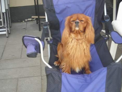Cavalier king charles spaniel niki - man kan jo lige slikke lidt sol billede 10