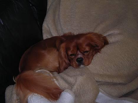 Cavalier king charles spaniel niki - så er jeg i drømmeland billede 11