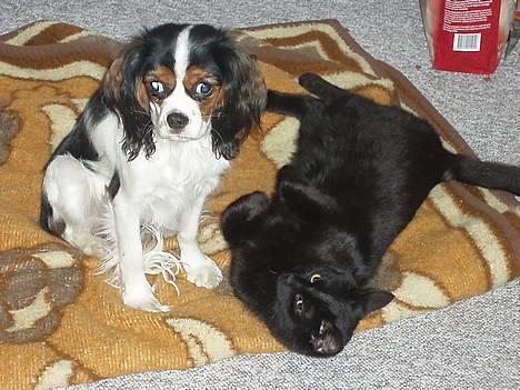 Cavalier king charles spaniel Munkebo's Fie RIP - hygge med pjevs billede 7