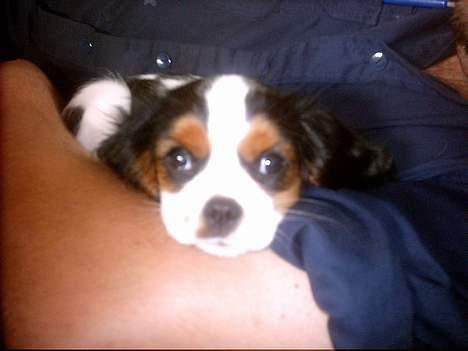 Cavalier king charles spaniel Munkebo's Fie RIP - Hygge med far inden han skal til Randers FC kamp billede 8