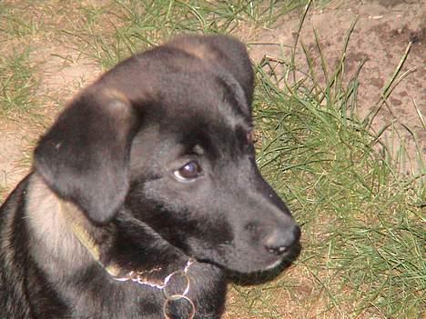 Blanding af racer Pawi R.I.P billede 6