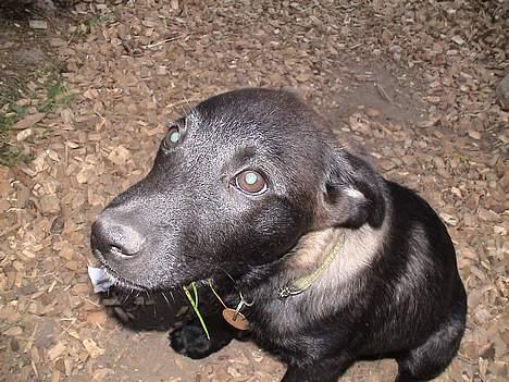 Blanding af racer Pawi R.I.P - Bemærk den lille tot græs i mundvigen :) billede 7